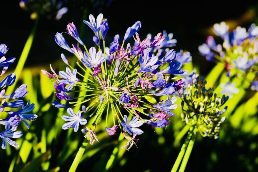 Spring blloms surrenderin to heat of summer.JRagsdale_062418