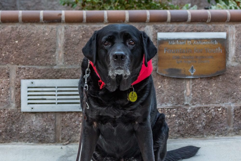 112818_news_JordynTheDog_CR_01