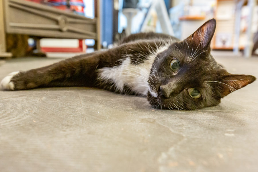 Kitty Cafe helps raise funds for shelter animal vet costs