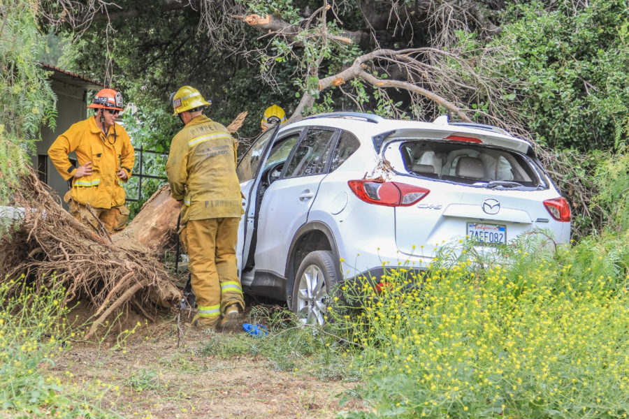 Motorist rendered unconscious after hitting tree, taken to hospital