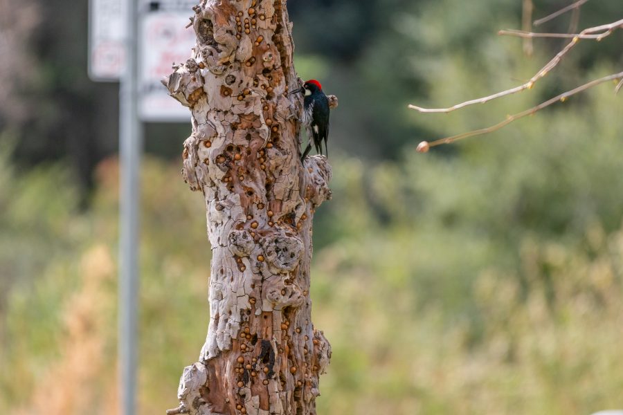 Breakfast time at the Placerita Canyon Nature Center
